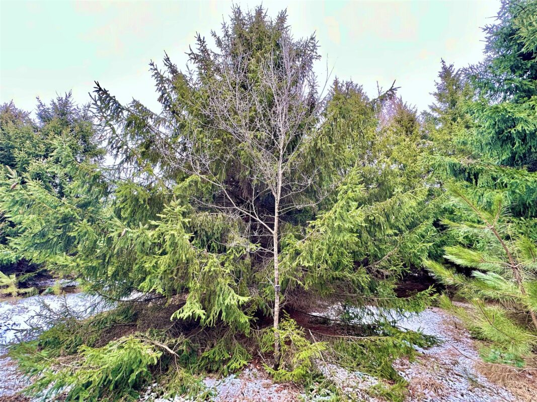 TBD 20 Acres 630th Street Colfax WI 54730 — photo 11