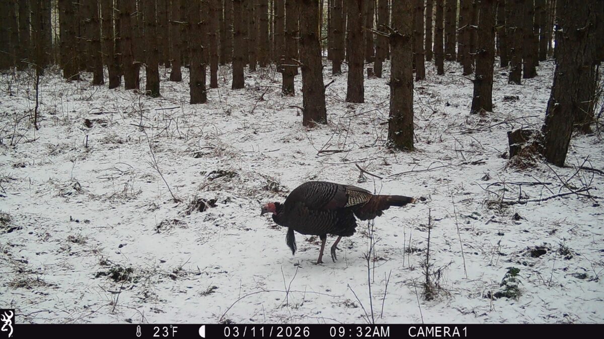 TBD 20 Acres 630th Street Colfax WI 54730 — photo 12