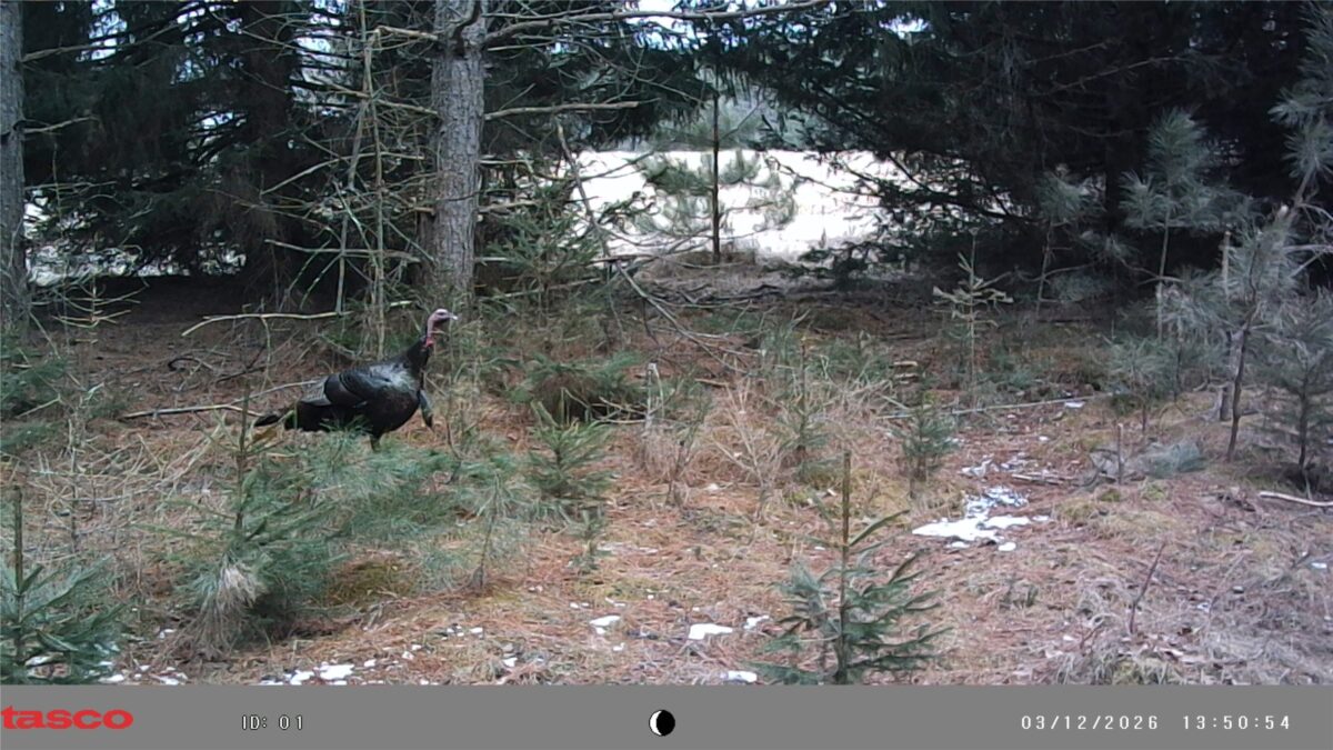 TBD 20 Acres 630th Street Colfax WI 54730 — photo 14