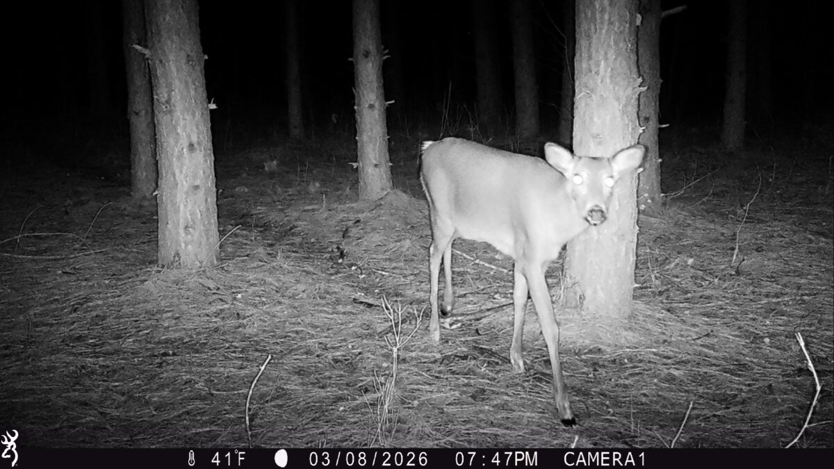 TBD 20 Acres 630th Street Colfax WI 54730 — photo 18