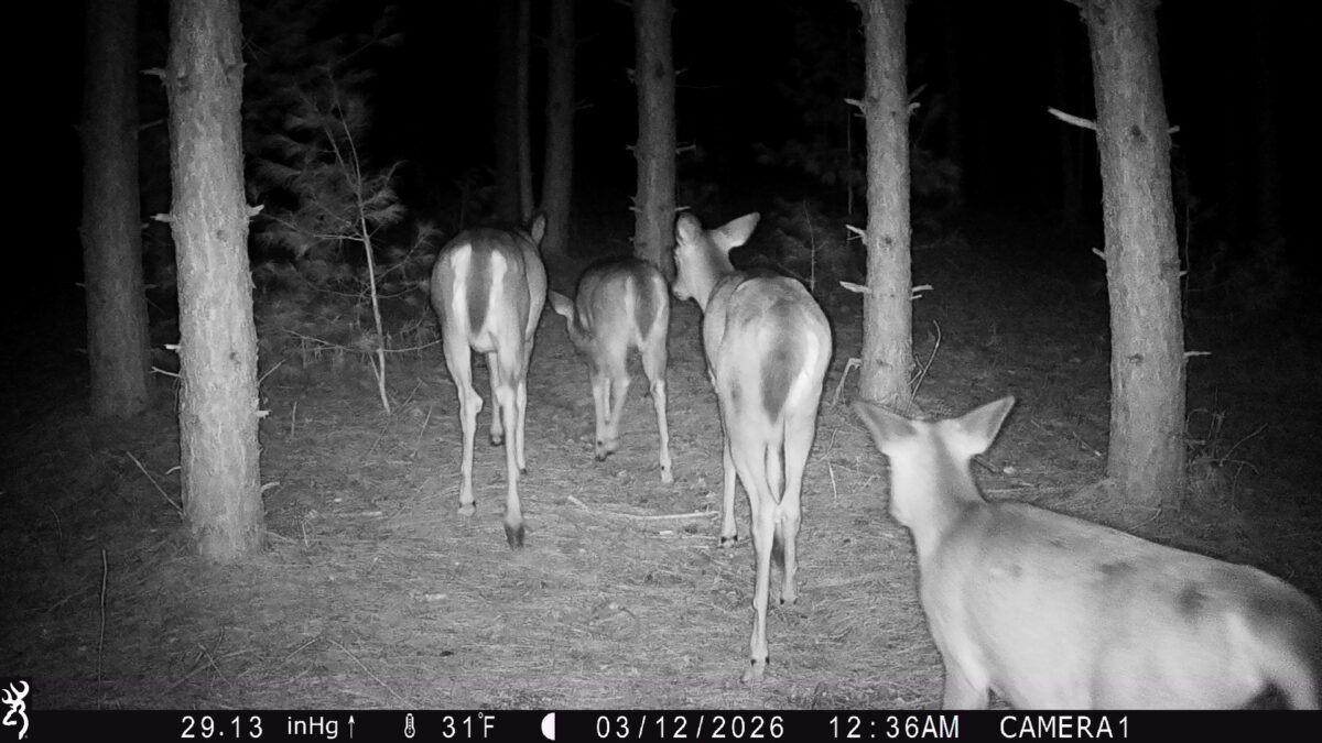 TBD 20 Acres 630th Street Colfax WI 54730 — photo 19