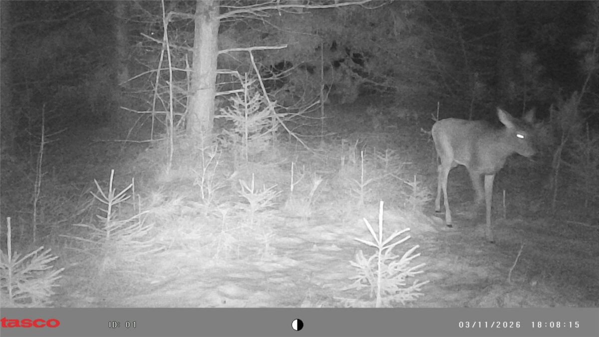 TBD 20 Acres 630th Street Colfax WI 54730 — photo 22