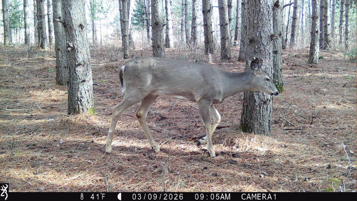 TBD 20 Acres 630th Street Colfax WI 54730 — photo 24