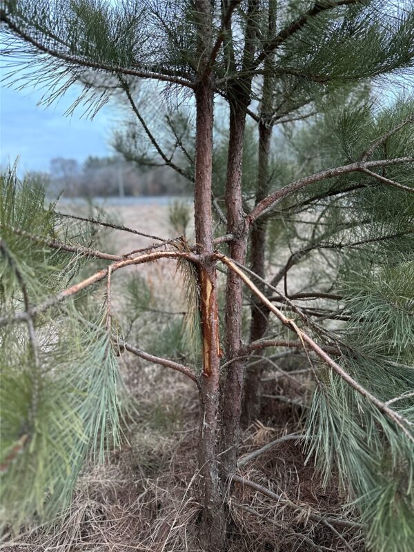 TBD 20 Acres 630th Street Colfax WI 54730 — photo 25