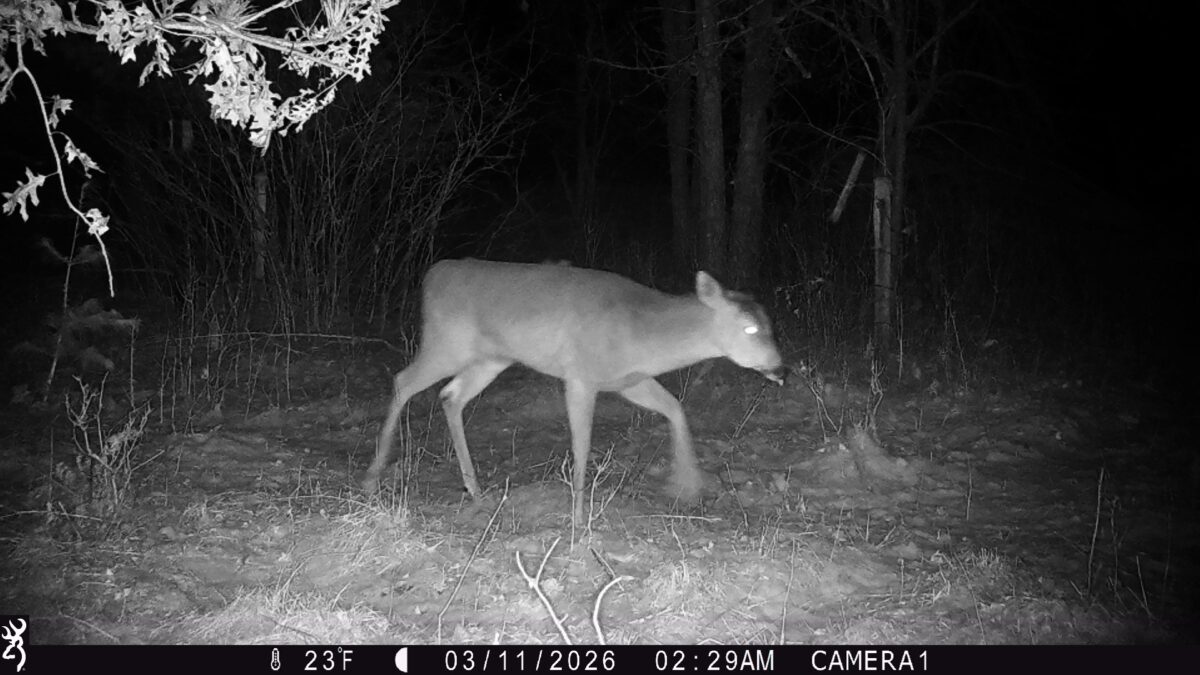 TBD 20 Acres 630th Street Colfax WI 54730 — photo 26