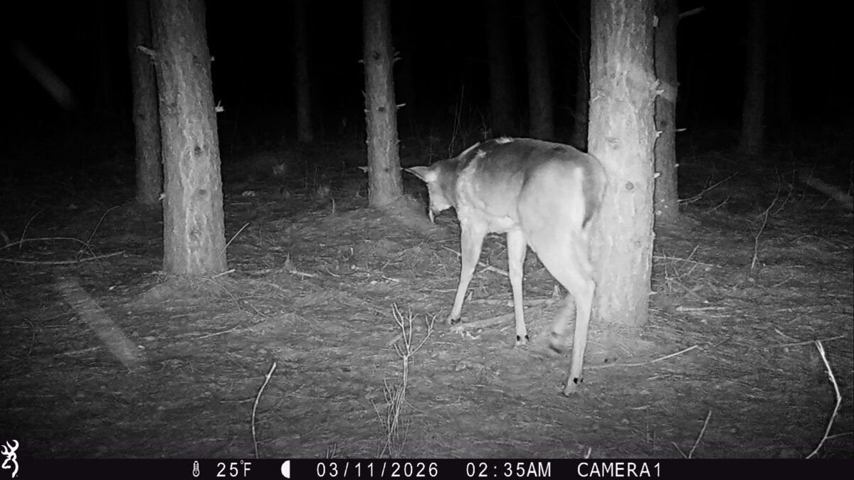 TBD 20 Acres 630th Street Colfax WI 54730 — photo 27