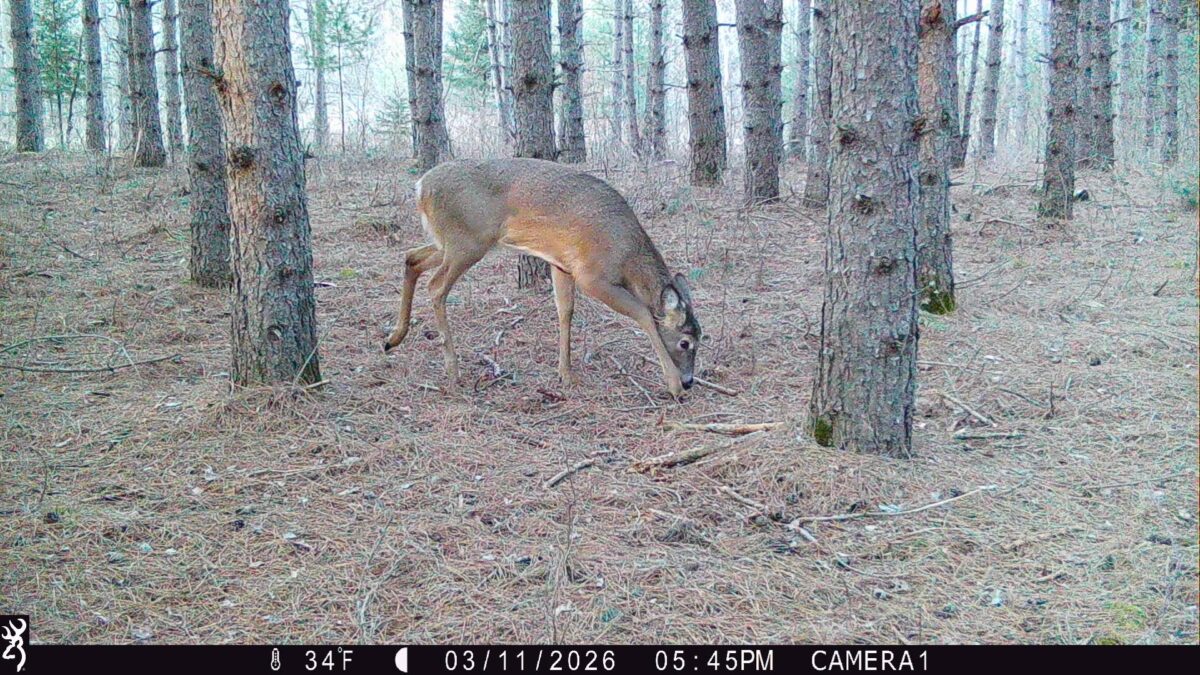TBD 20 Acres 630th Street Colfax WI 54730 — photo 29