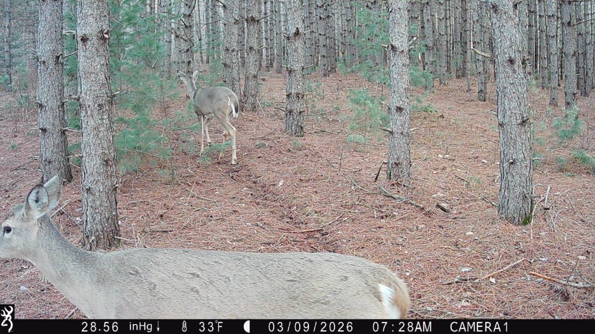 TBD 20 Acres 630th Street Colfax WI 54730 — photo 31