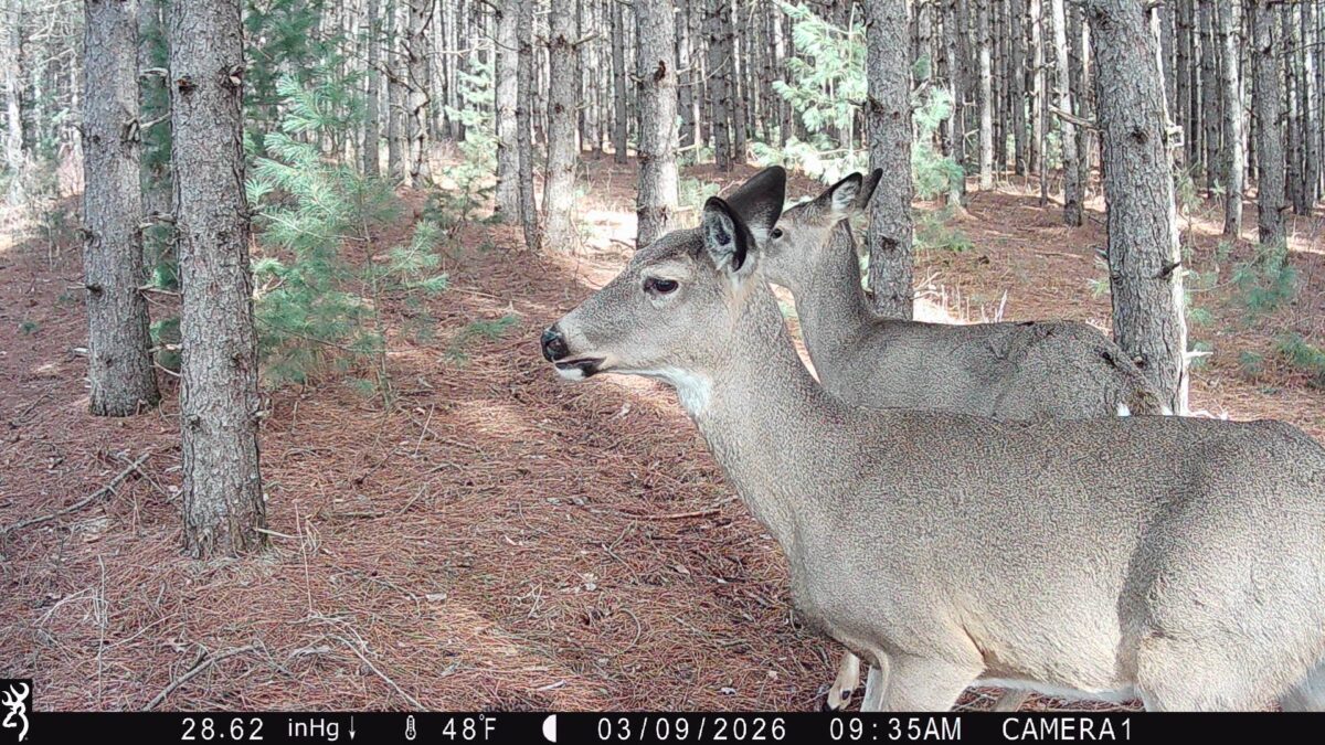 TBD 20 Acres 630th Street Colfax WI 54730 — photo 39