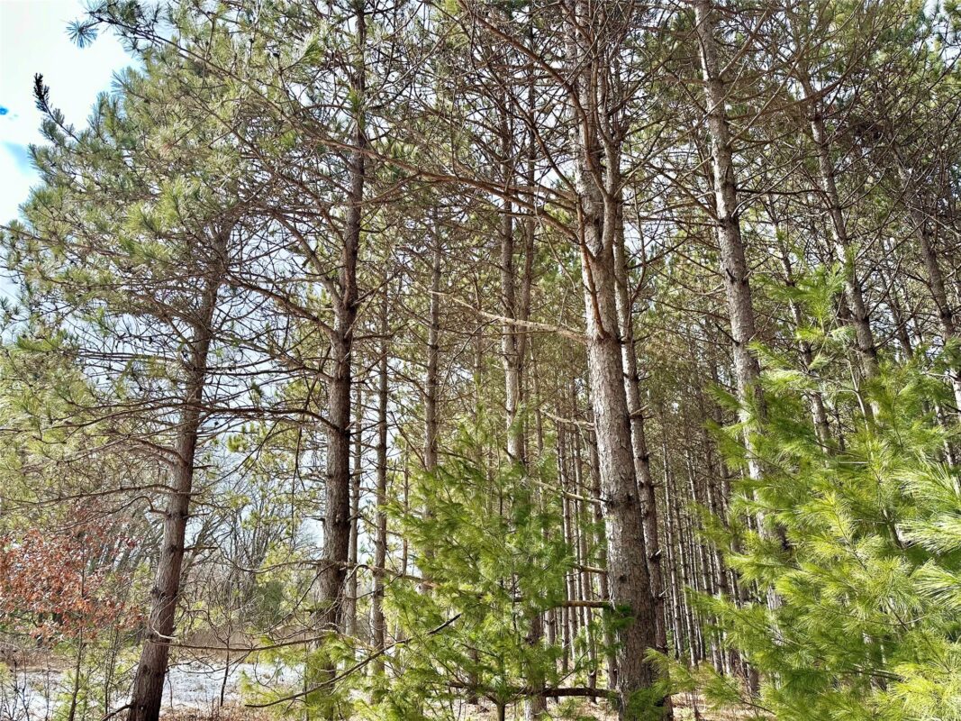 TBD 20 Acres 630th Street Colfax WI 54730 — photo 5