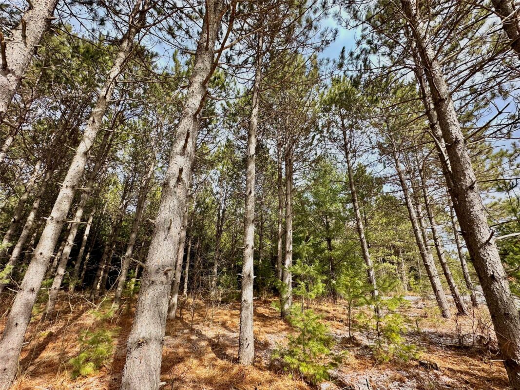 TBD 20 Acres 630th Street Colfax WI 54730 — photo 54