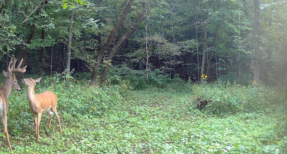 Land at 0 265th Avenue, Plum City, WI 54761 — photo 10