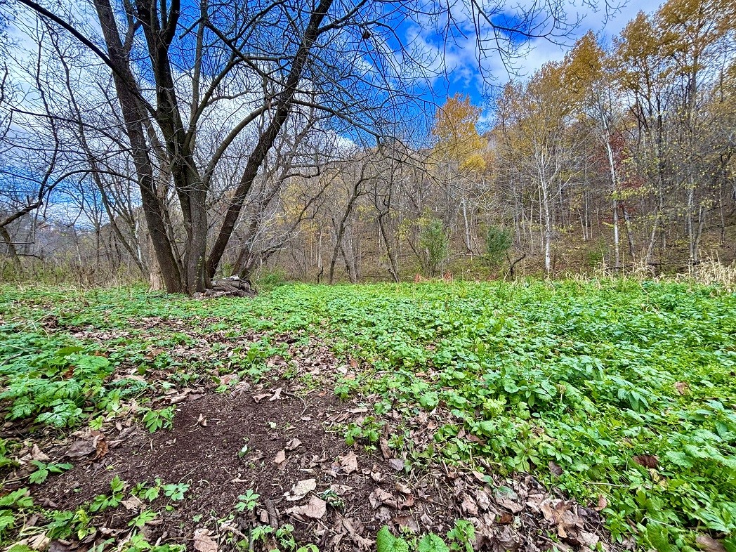 Land at 0 265th Avenue, Plum City, WI 54761 — photo 12
