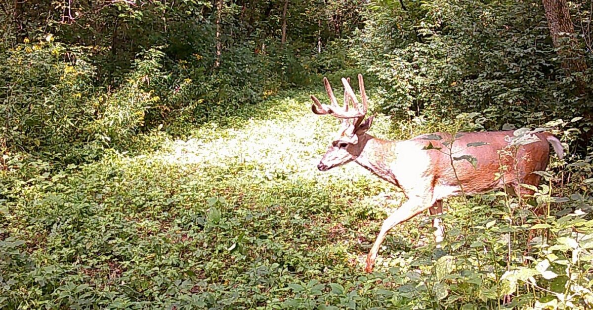 Land at 0 265th Avenue, Plum City, WI 54761 — photo 15