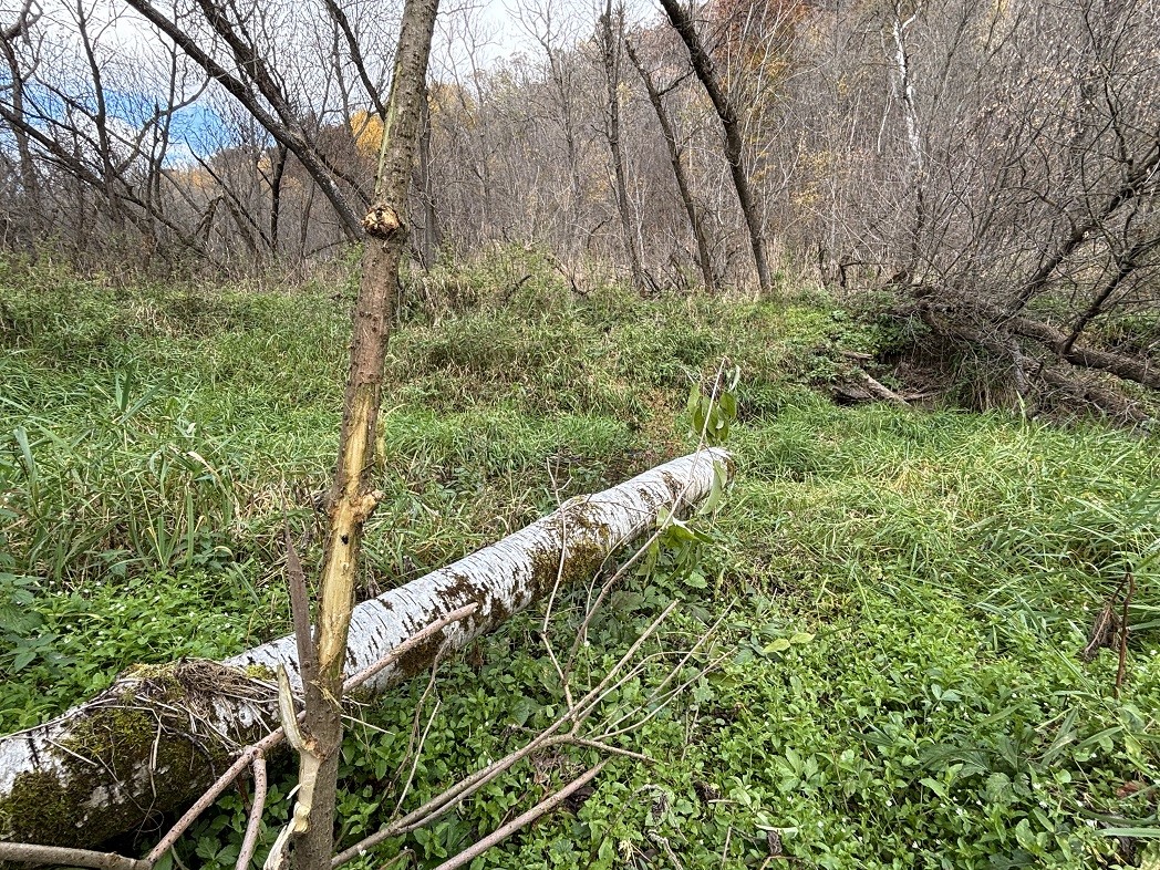 Land at 0 265th Avenue, Plum City, WI 54761 — photo 19