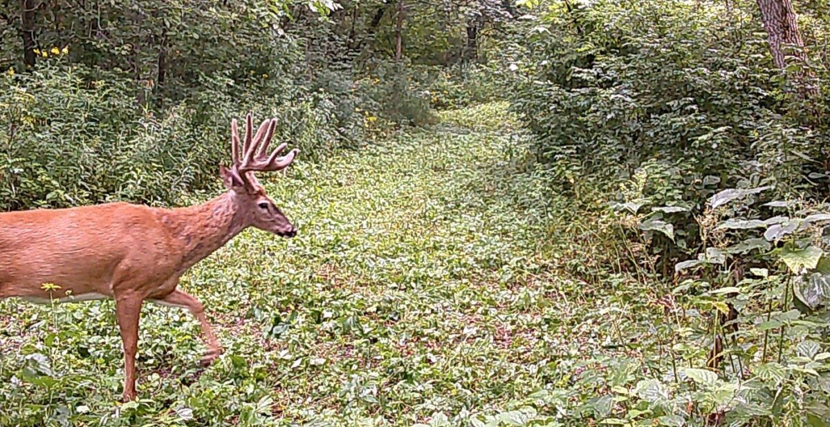 Land at 0 265th Avenue, Plum City, WI 54761 — photo 2