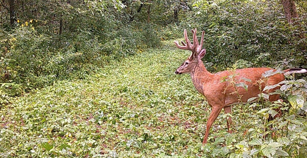 Land at 0 265th Avenue, Plum City, WI 54761 — photo 20