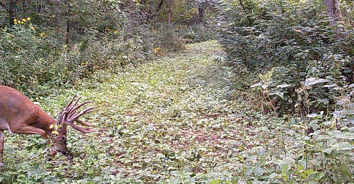 Land at 0 265th Avenue, Plum City, WI 54761 — photo 30