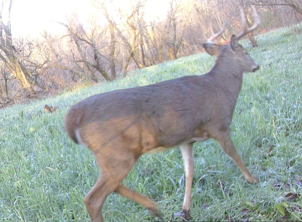 Land at 0 265th Avenue, Plum City, WI 54761 — photo 35
