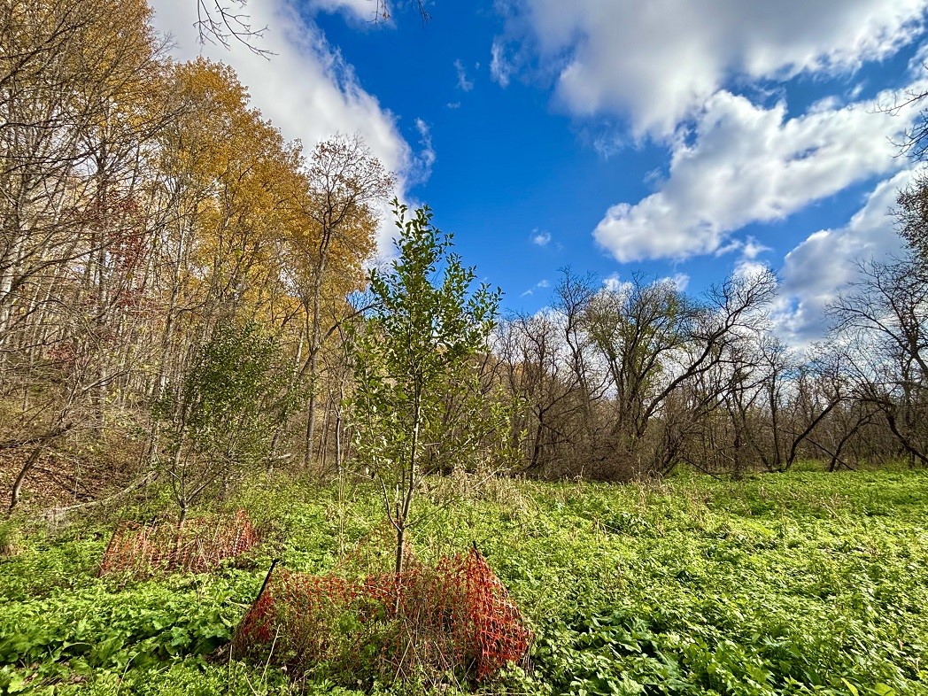 Land at 0 265th Avenue, Plum City, WI 54761 — photo 38