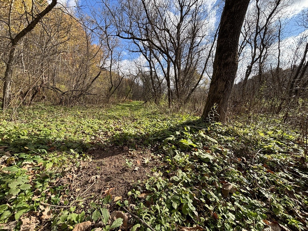 Land at 0 265th Avenue, Plum City, WI 54761 — photo 39