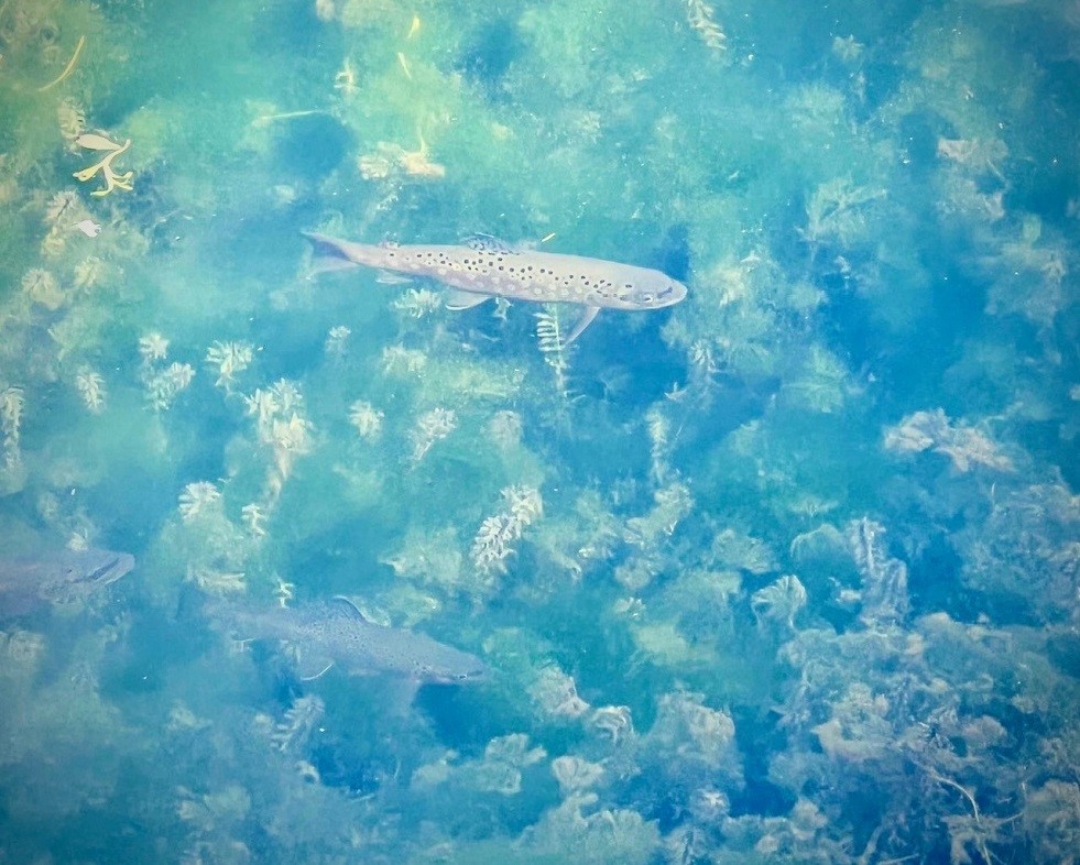 Land at 0 265th Avenue, Plum City, WI 54761 — photo 40