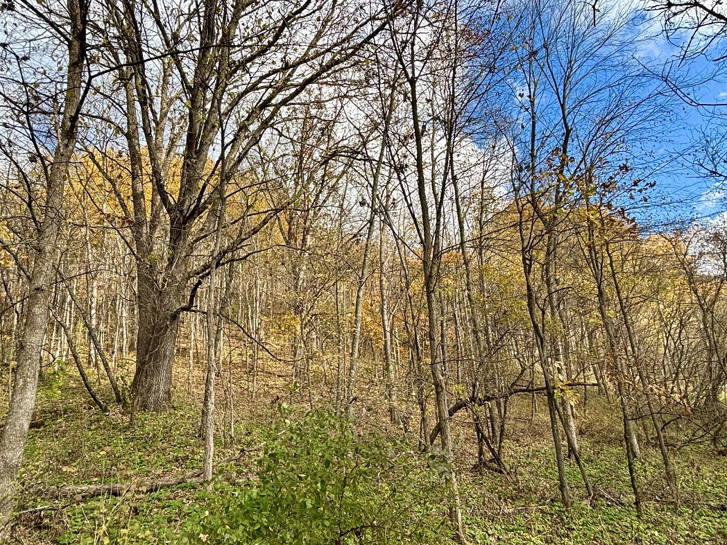 Land at 0 265th Avenue, Plum City, WI 54761 — photo 41