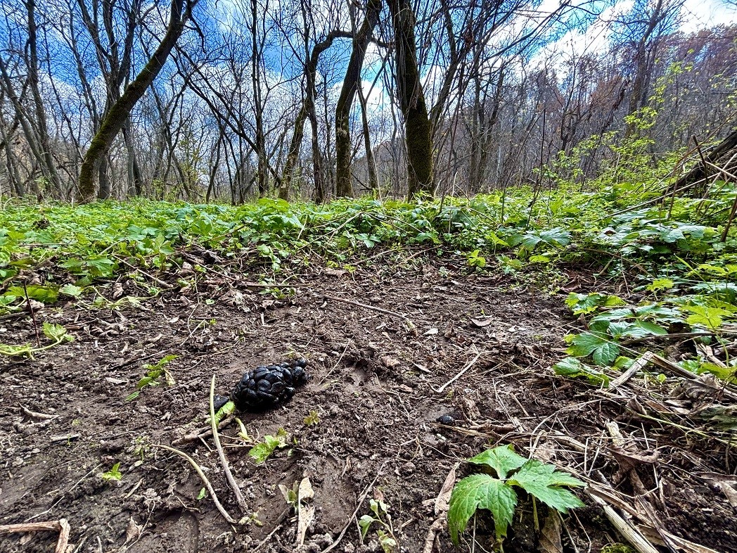 Land at 0 265th Avenue, Plum City, WI 54761 — photo 44