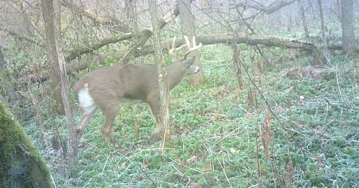 Land at 0 265th Avenue, Plum City, WI 54761 — photo 45