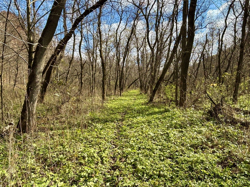 Land at 0 265th Avenue, Plum City, WI 54761 — photo 46