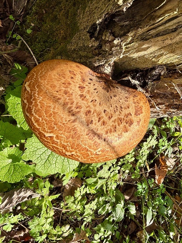 Land at 0 265th Avenue, Plum City, WI 54761 — photo 47