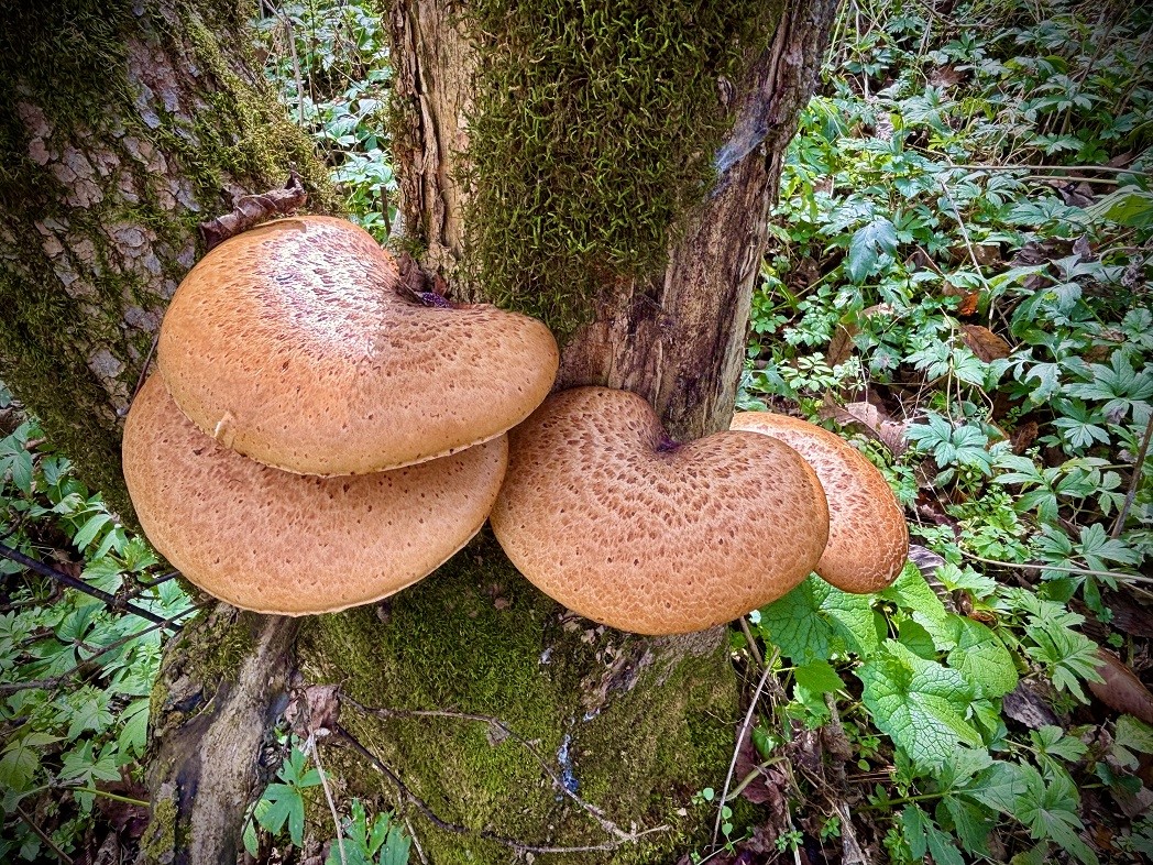 Land at 0 265th Avenue, Plum City, WI 54761 — photo 48