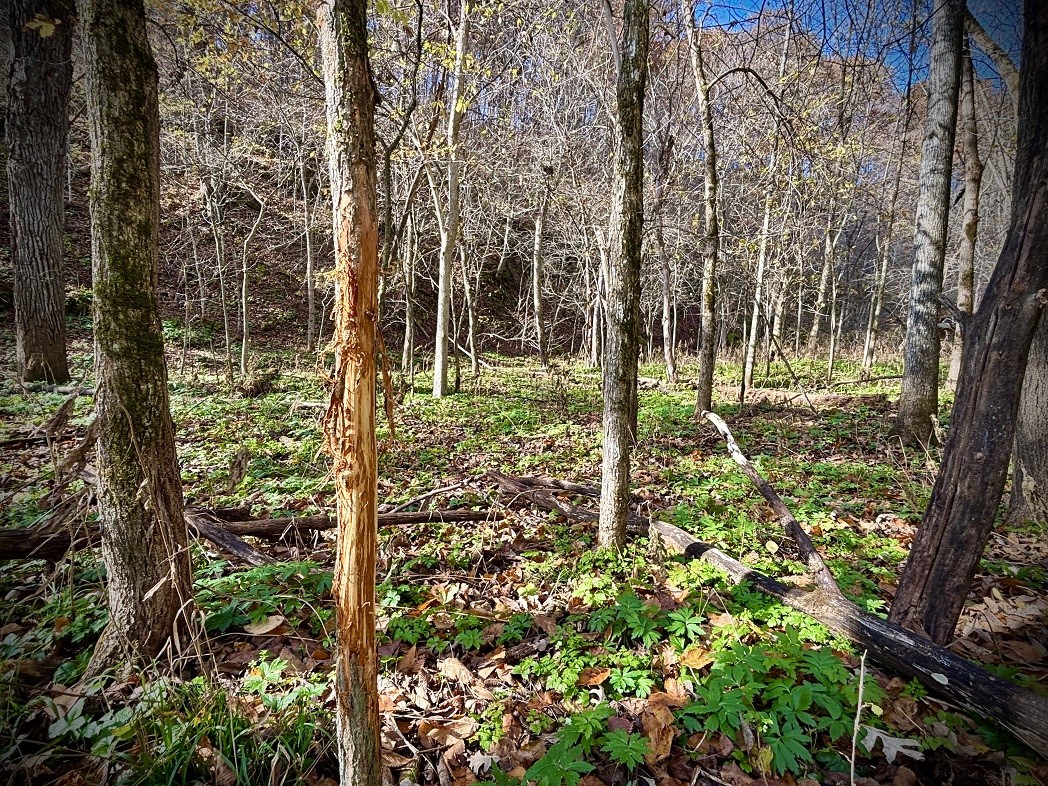 Land at 0 265th Avenue, Plum City, WI 54761 — photo 52