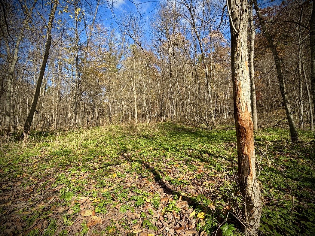 Land at 0 265th Avenue, Plum City, WI 54761 — photo 53