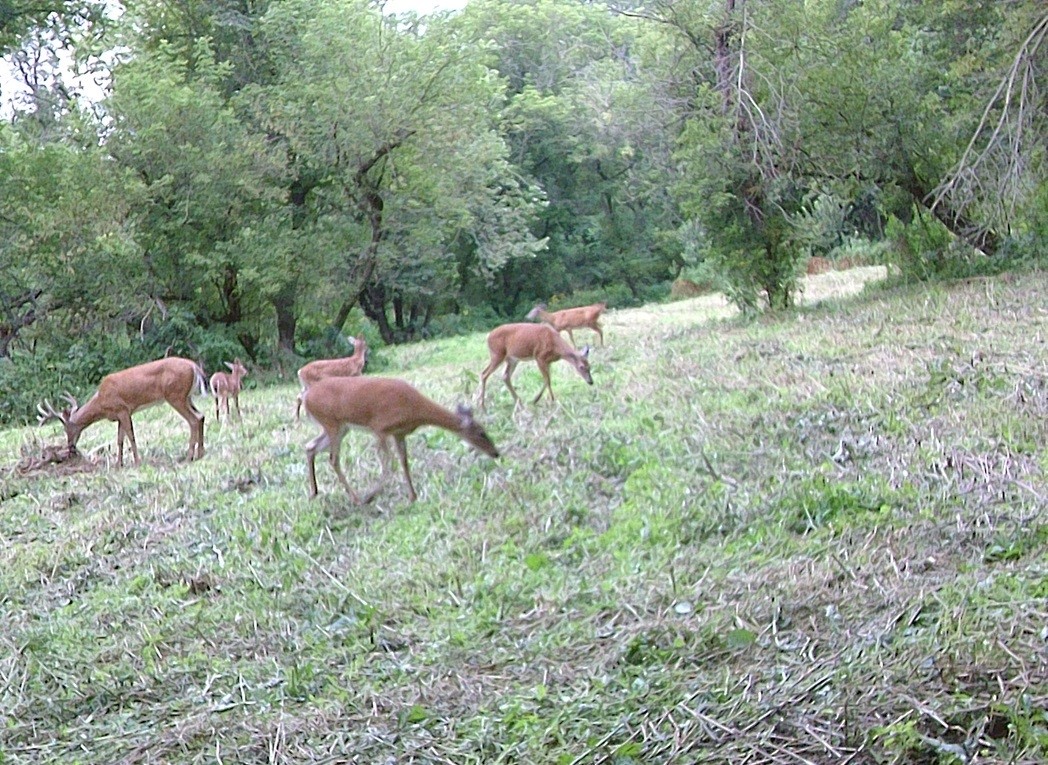 Land at 0 265th Avenue, Plum City, WI 54761 — photo 6