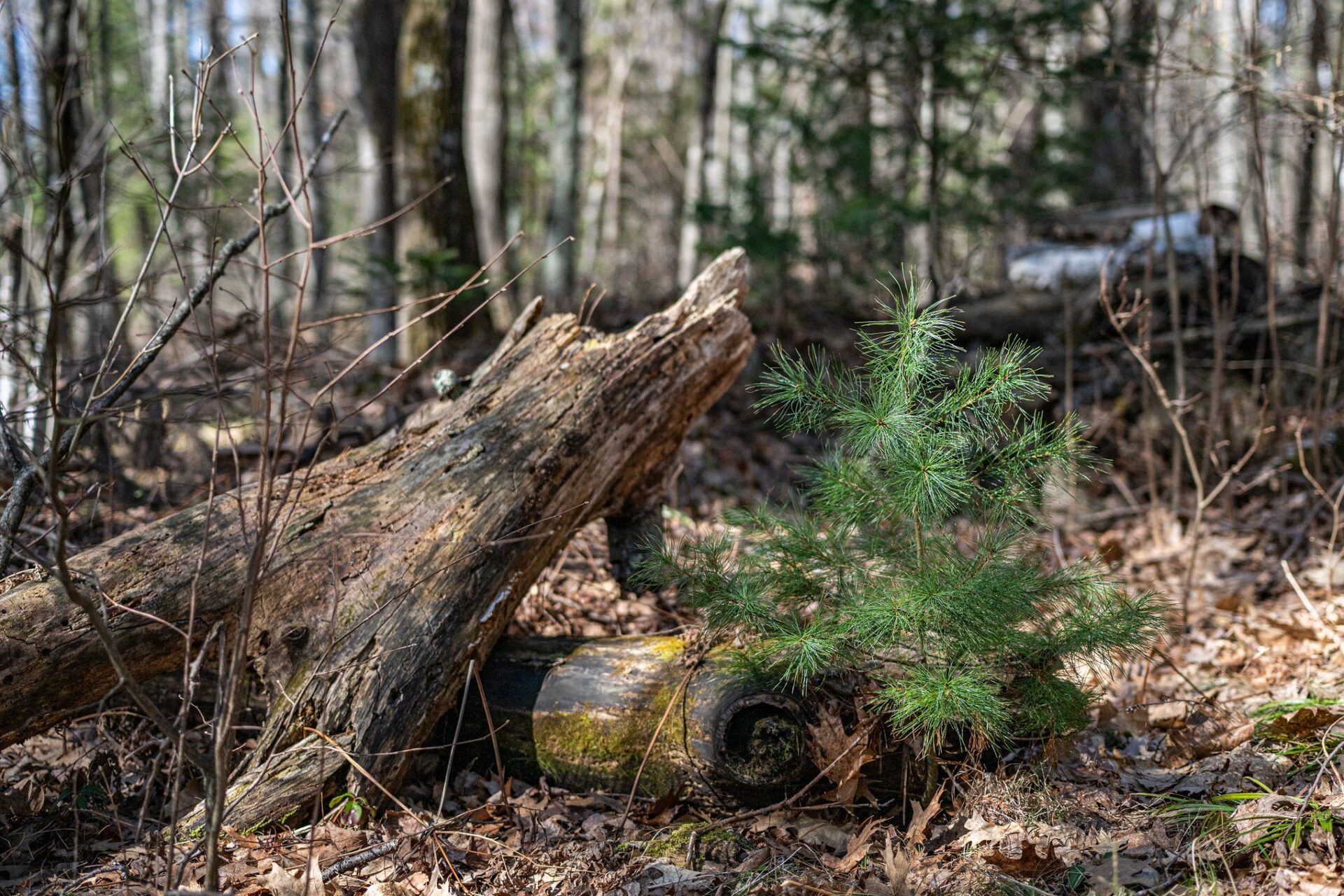 Residential at 0 Castaway Lane, Hayward, WI 54843 — photo 17