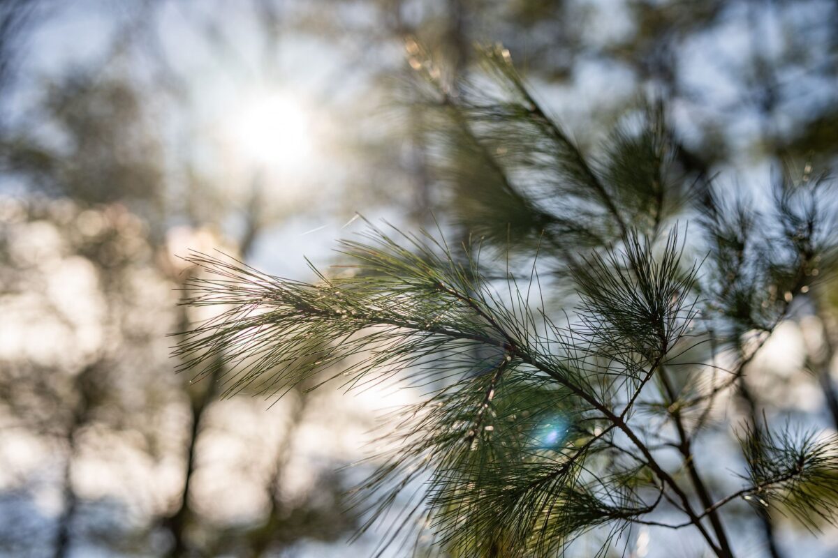 Residential at 0 Castaway Lane, Hayward, WI 54843 — photo 18