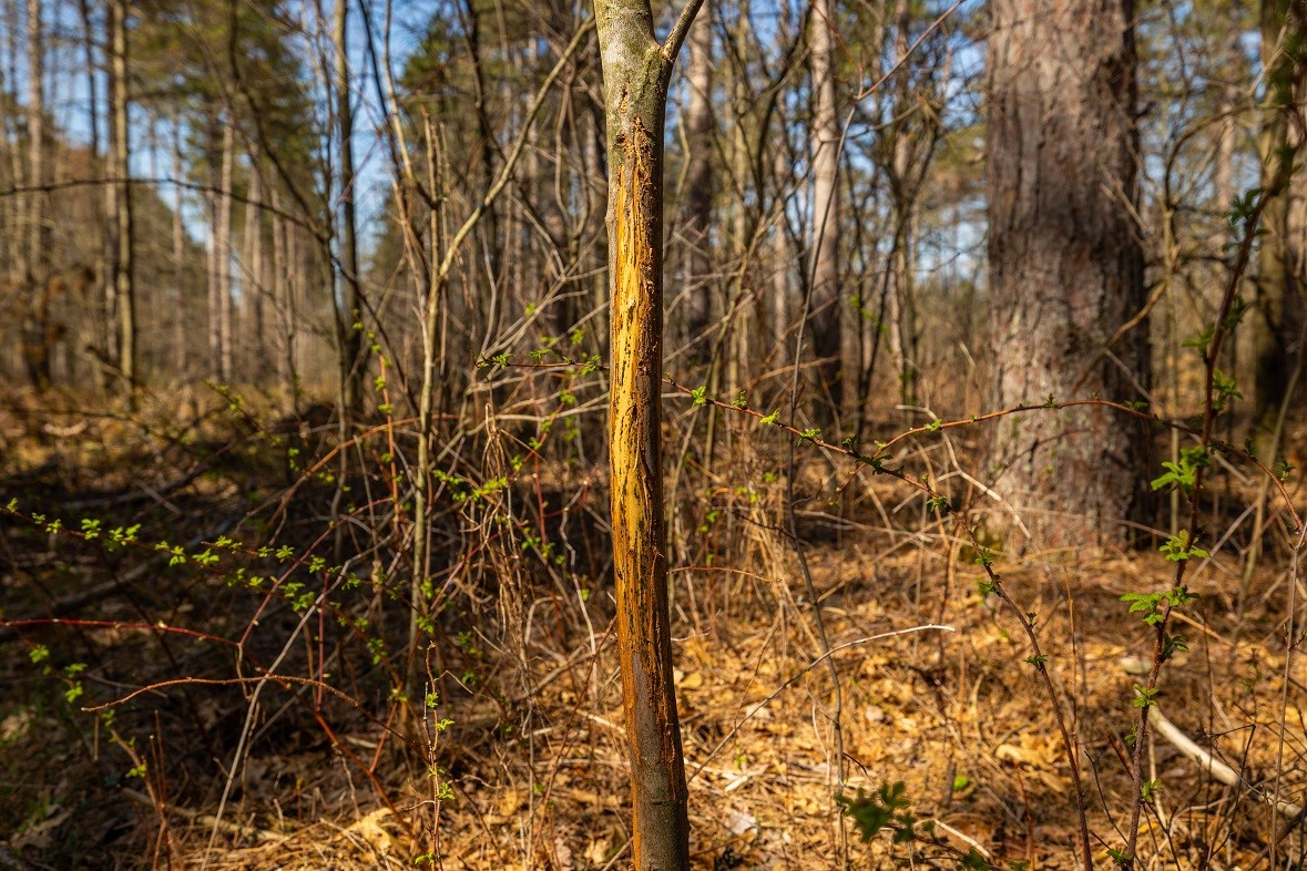 Land at 0 Prairie Road, Osseo, WI 54758 — photo 2