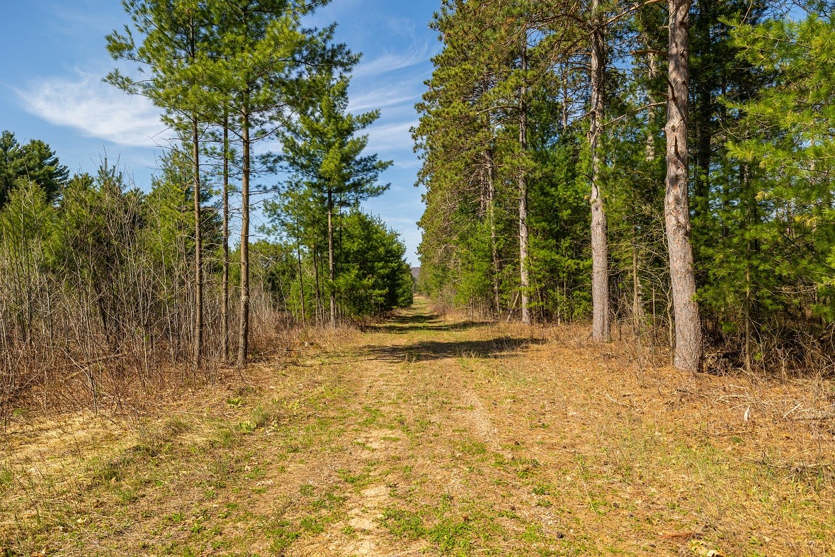 Land at 0 Prairie Road, Osseo, WI 54758 — photo 2