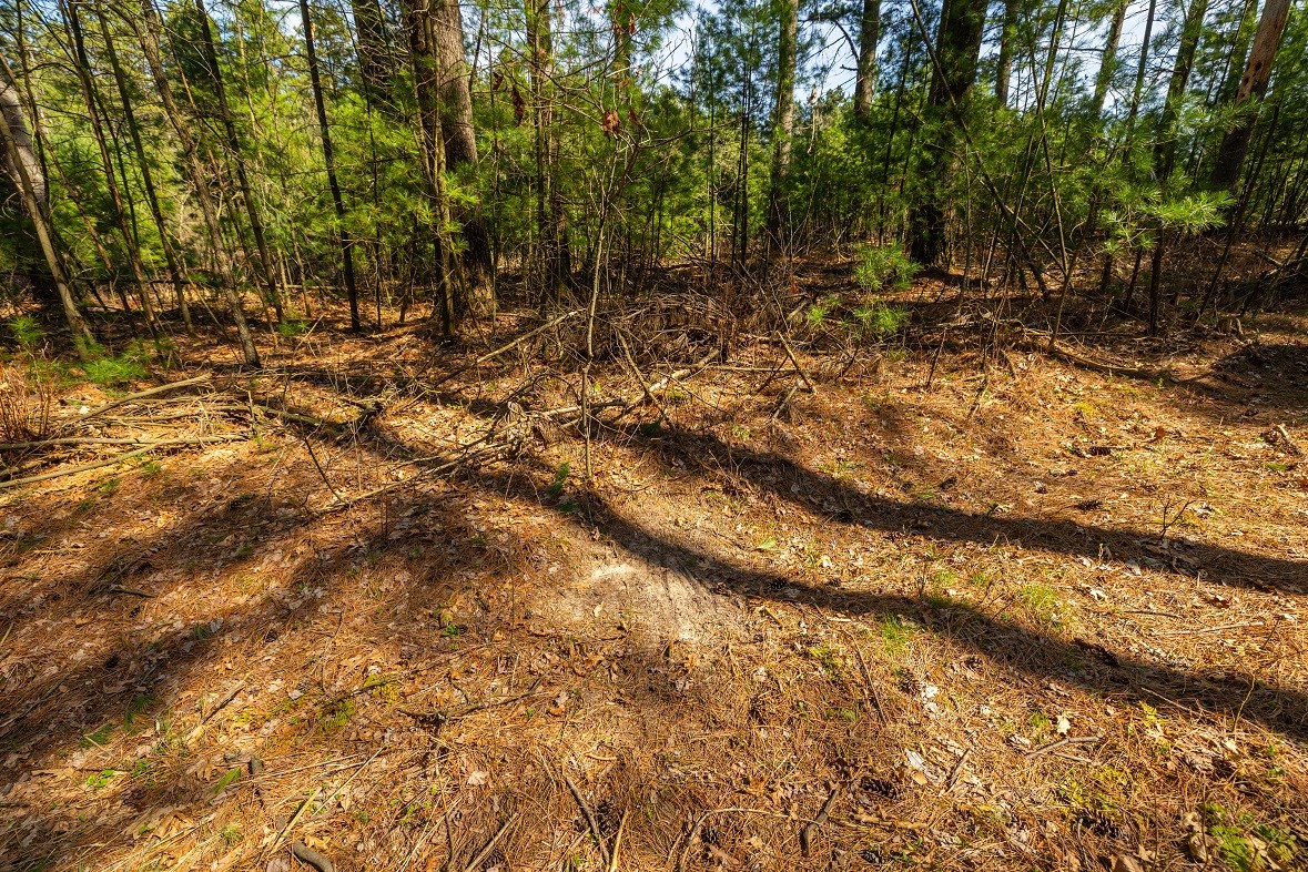 Land at 0 Prairie Road, Osseo, WI 54758 — photo 12