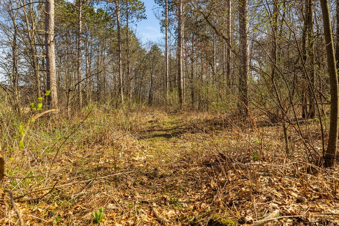 Land at 0 Prairie Road, Osseo, WI 54758 — photo 13