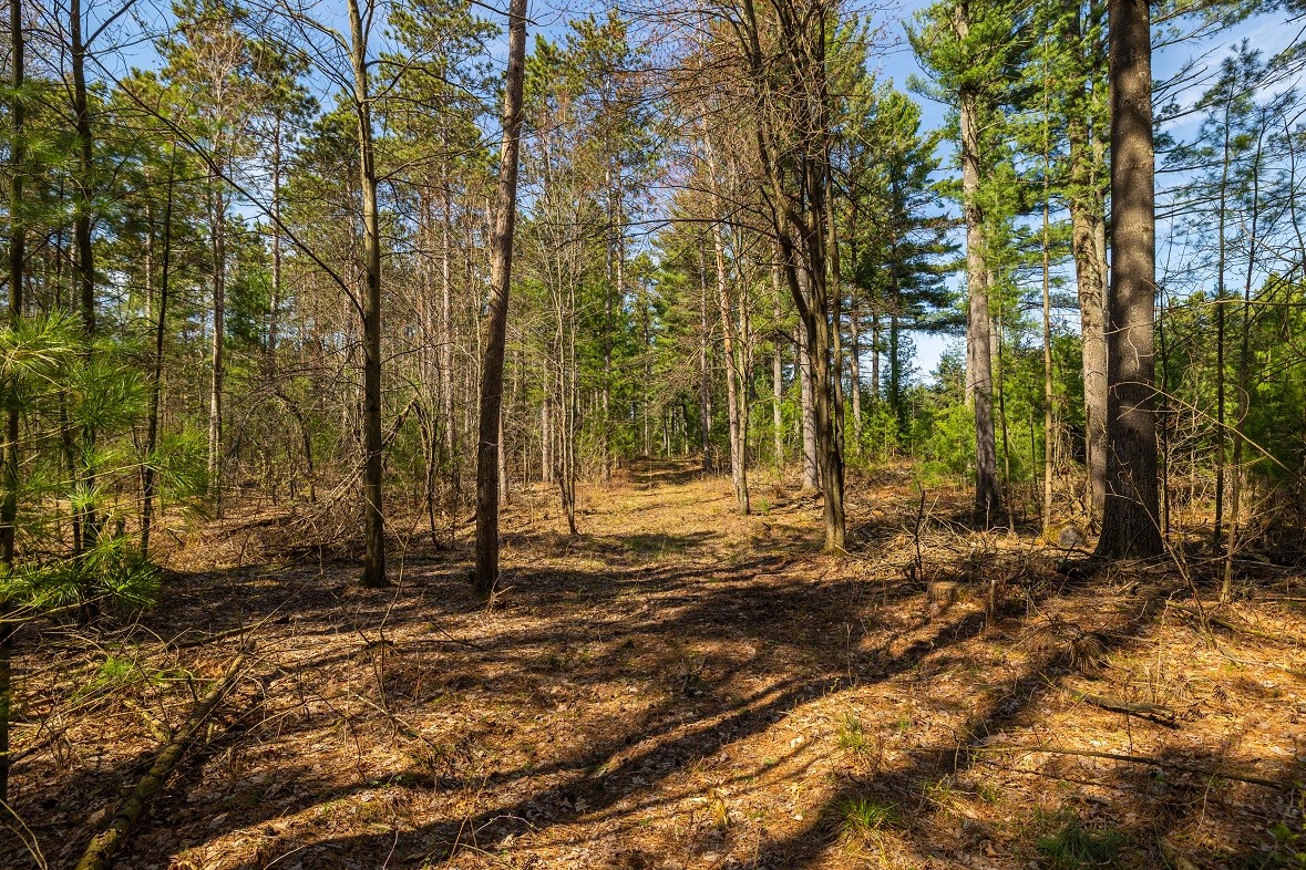 Land at 0 Prairie Road, Osseo, WI 54758 — photo 13