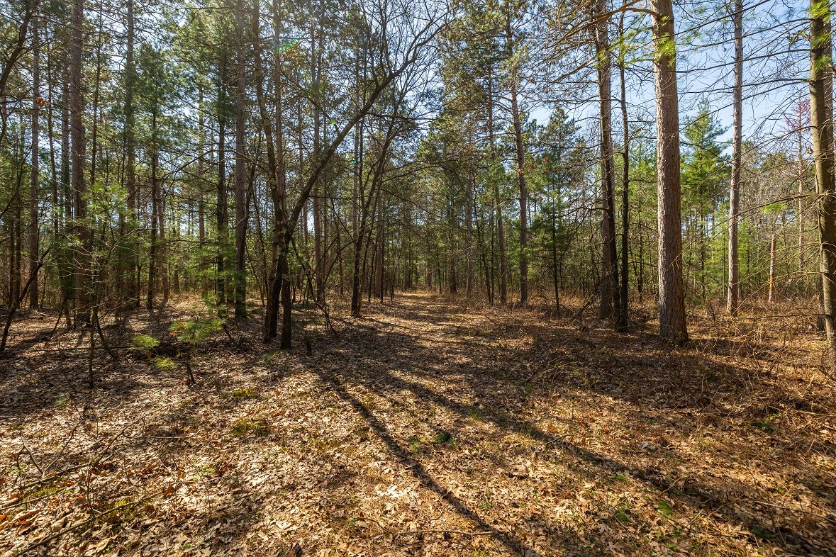 Land at 0 Prairie Road, Osseo, WI 54758 — photo 15