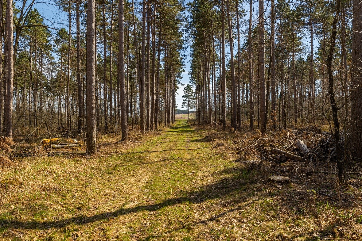 Land at 0 Prairie Road, Osseo, WI 54758 — photo 17