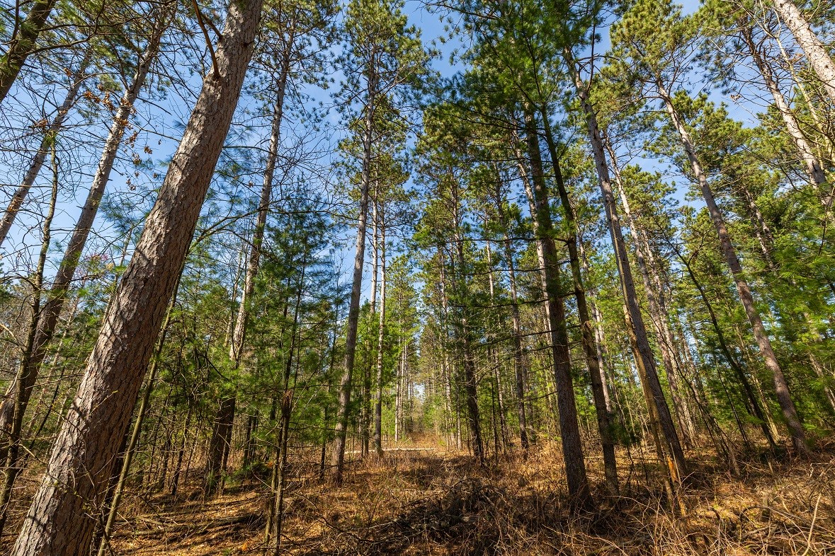 Land at 0 Prairie Road, Osseo, WI 54758 — photo 17