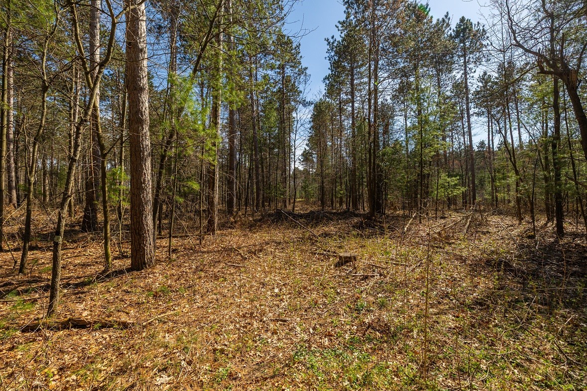 Land at 0 Prairie Road, Osseo, WI 54758 — photo 18