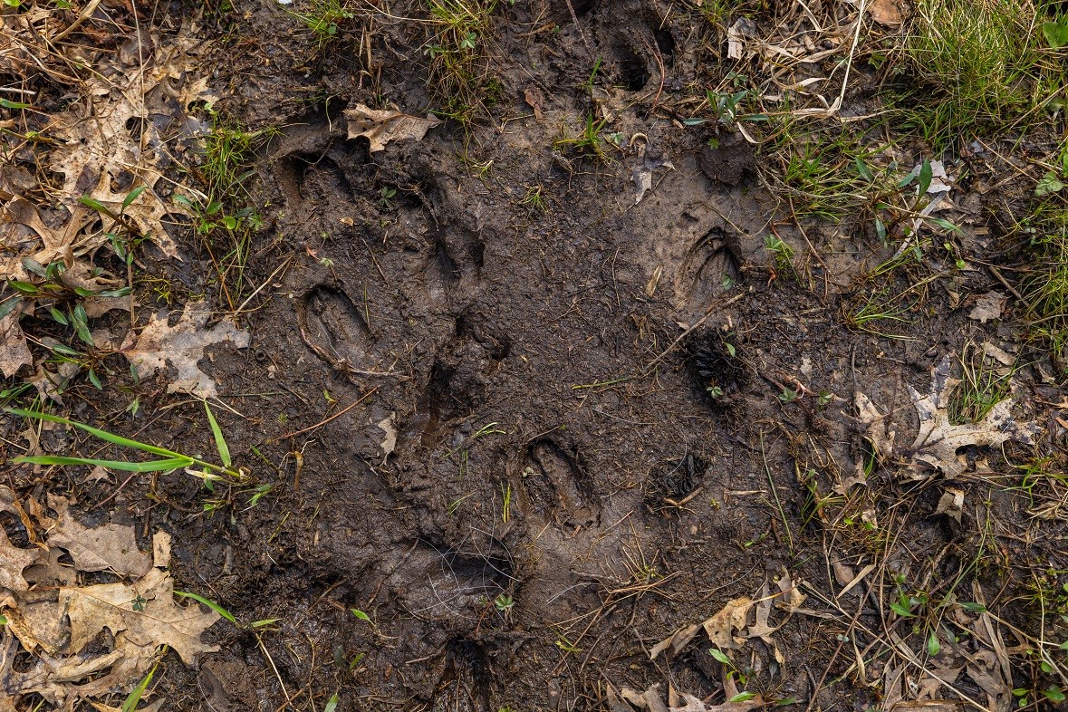 Land at 0 Prairie Road, Osseo, WI 54758 — photo 19