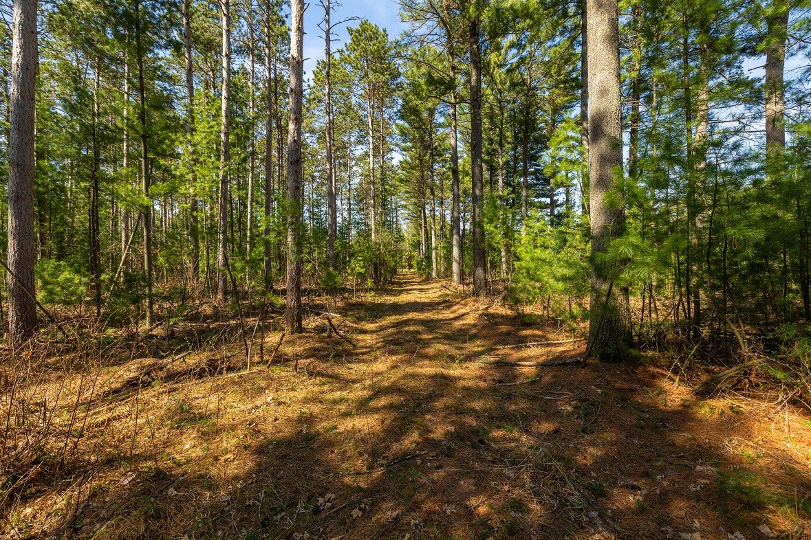 Land at 0 Prairie Road, Osseo, WI 54758 — photo 19