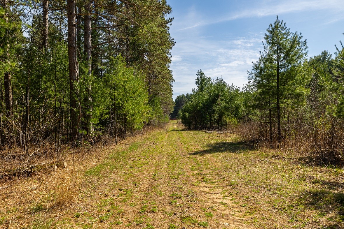 Land at 0 Prairie Road, Osseo, WI 54758 — photo 3