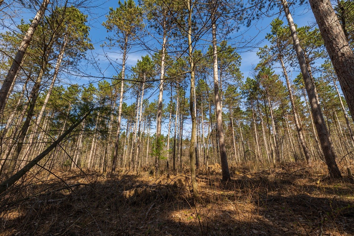 Land at 0 Prairie Road, Osseo, WI 54758 — photo 21